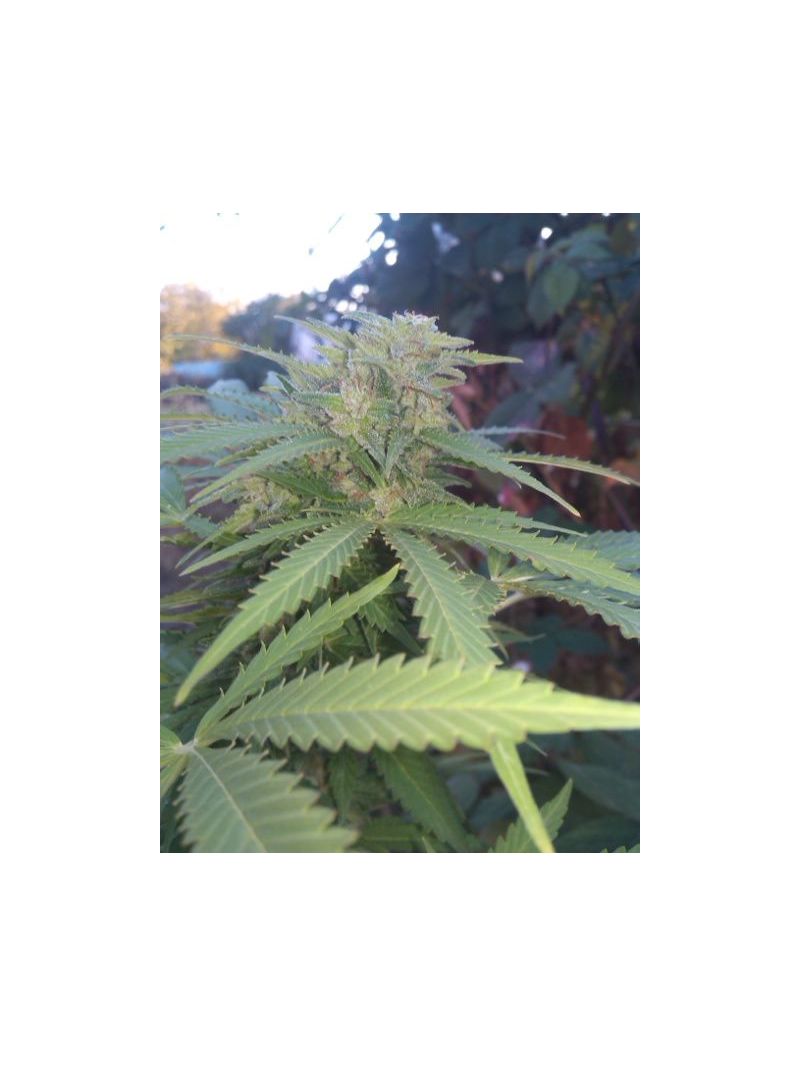 Baykal Express, Фасовка: 5, изображение 2