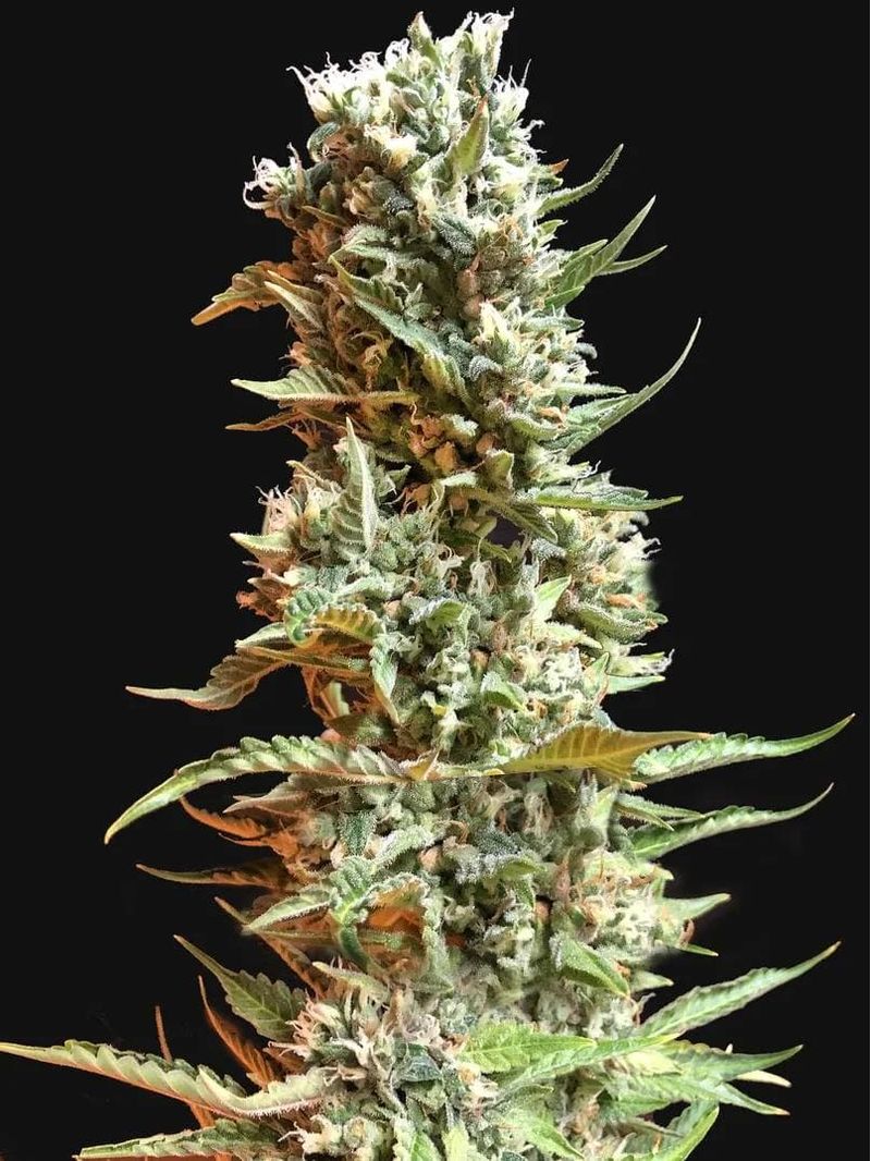 Strawberry Banana, Фасовка: 1