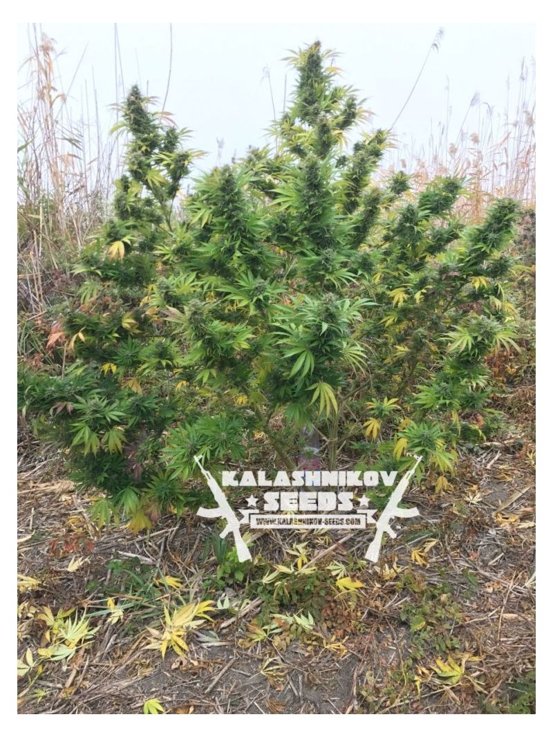 Кубанский убийца, Фасовка: 5, изображение 6