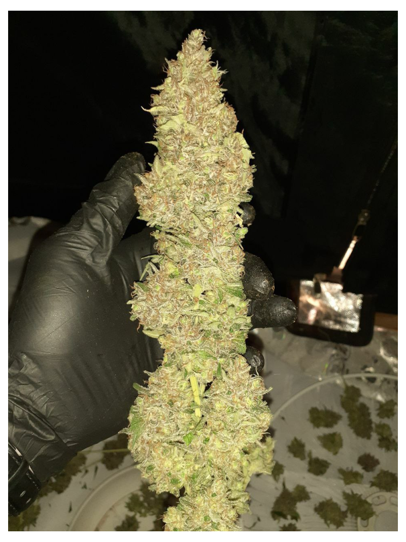 Northern OG, Фасовка: 3