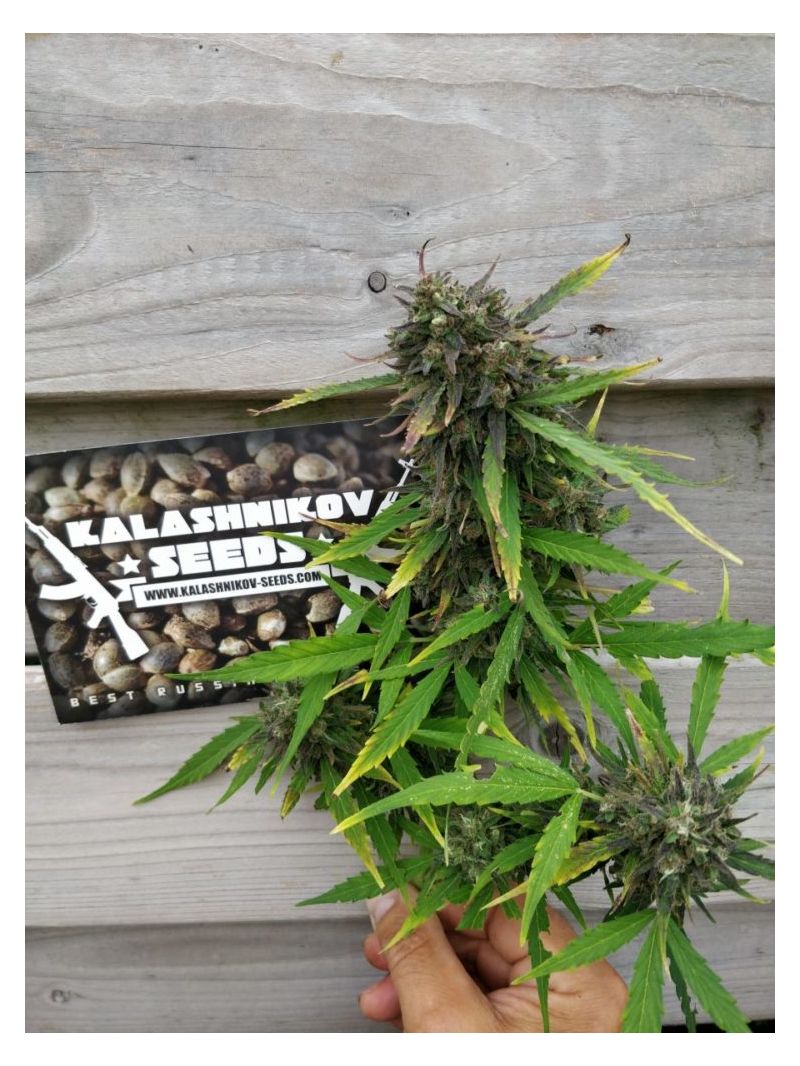 Purple Russian Express, Фасовка: 5, изображение 2