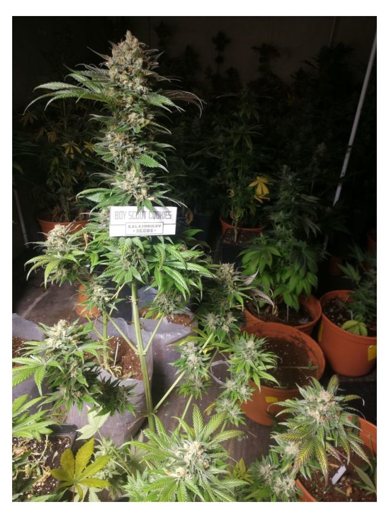 Boy Scout Cookies, Фасовка: 3, изображение 2