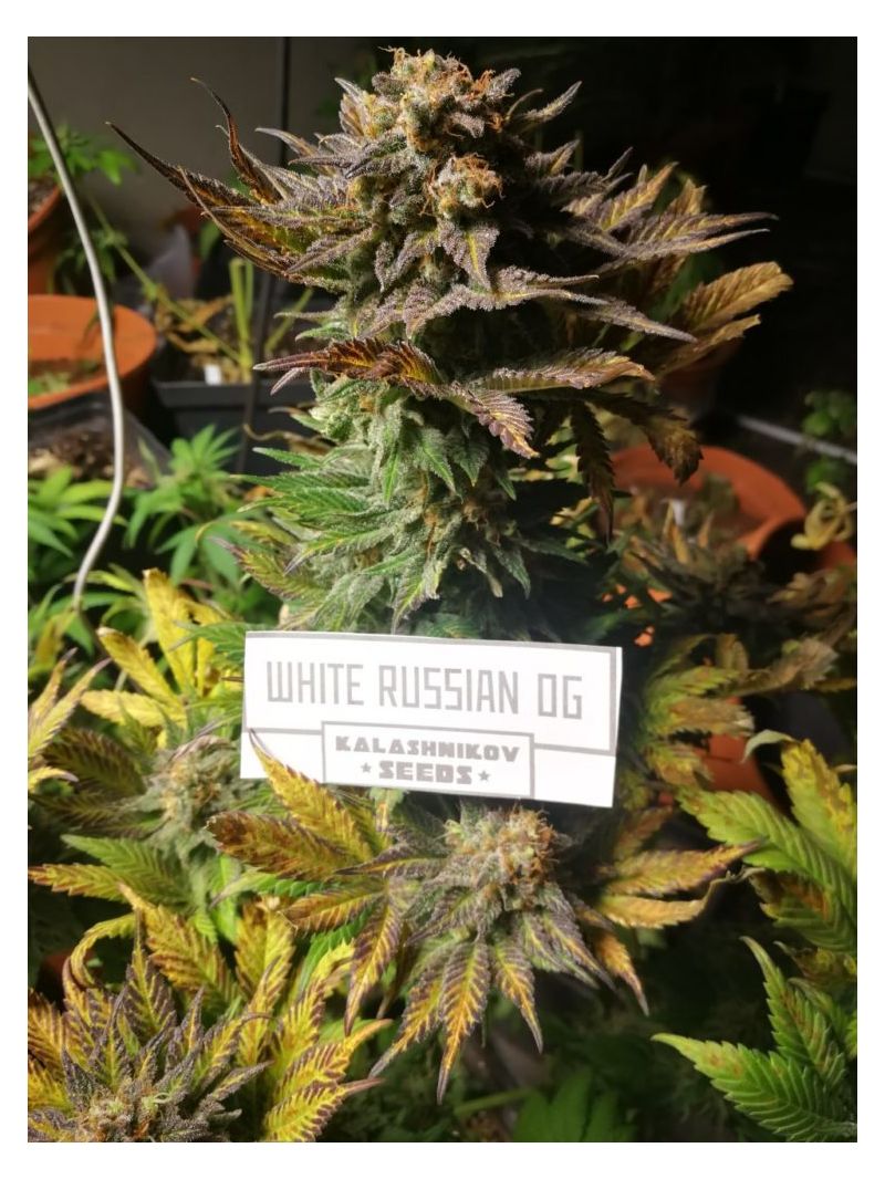 White Russian OG, Фасовка: 5, изображение 2