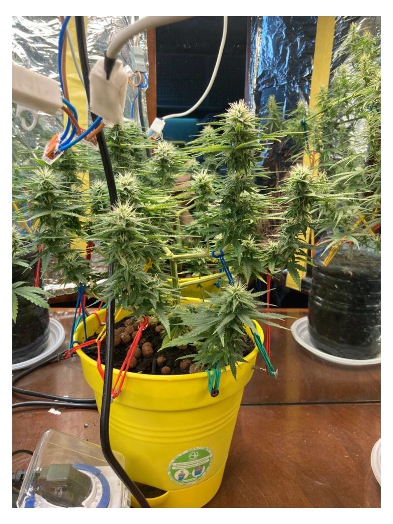 White Critical Express, Фасовка: 3, изображение 4