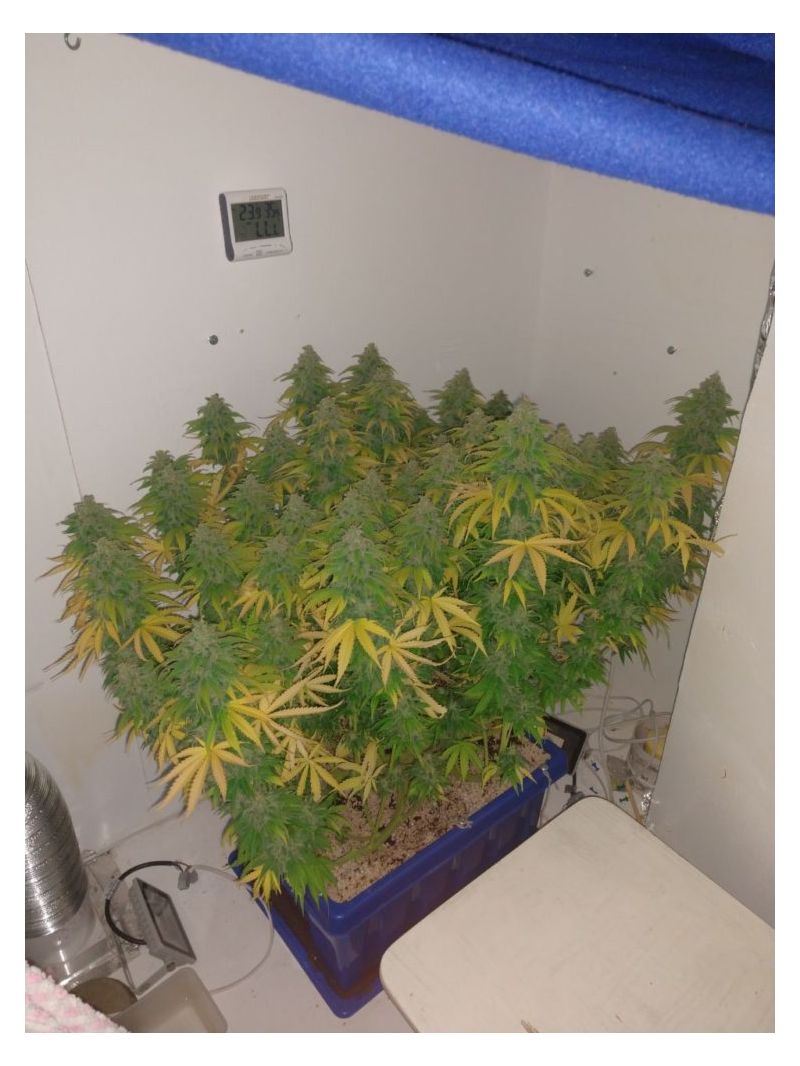 Kalashnikov  Express, Фасовка: 5, изображение 2