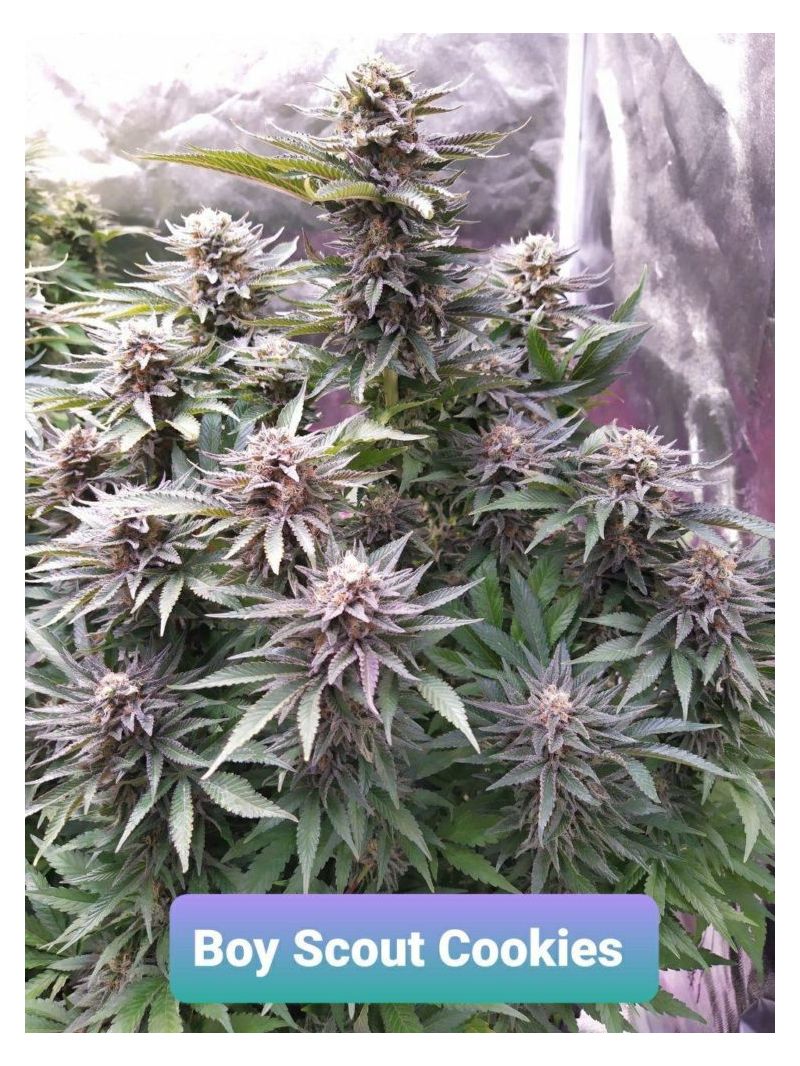 Boy Scout Cookies, Фасовка: 3, изображение 10