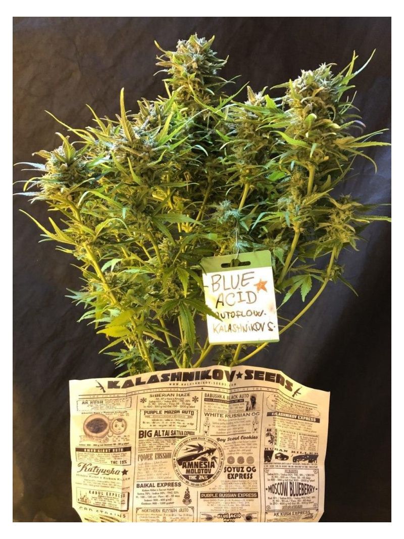 Blue Acid Auto, Фасовка: 5, изображение 3