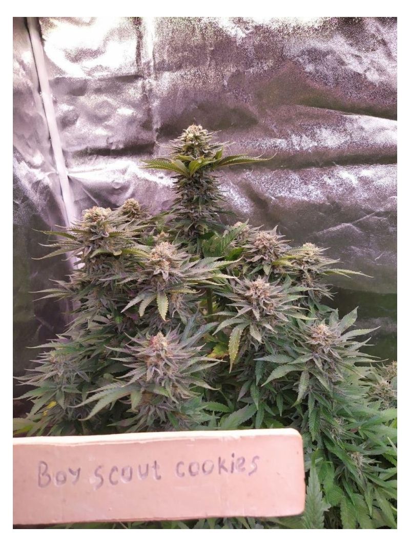 Boy Scout Cookies, Фасовка: 3, изображение 4