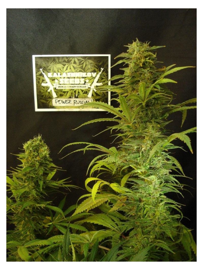 Power Russian, Фасовка: 5, изображение 3