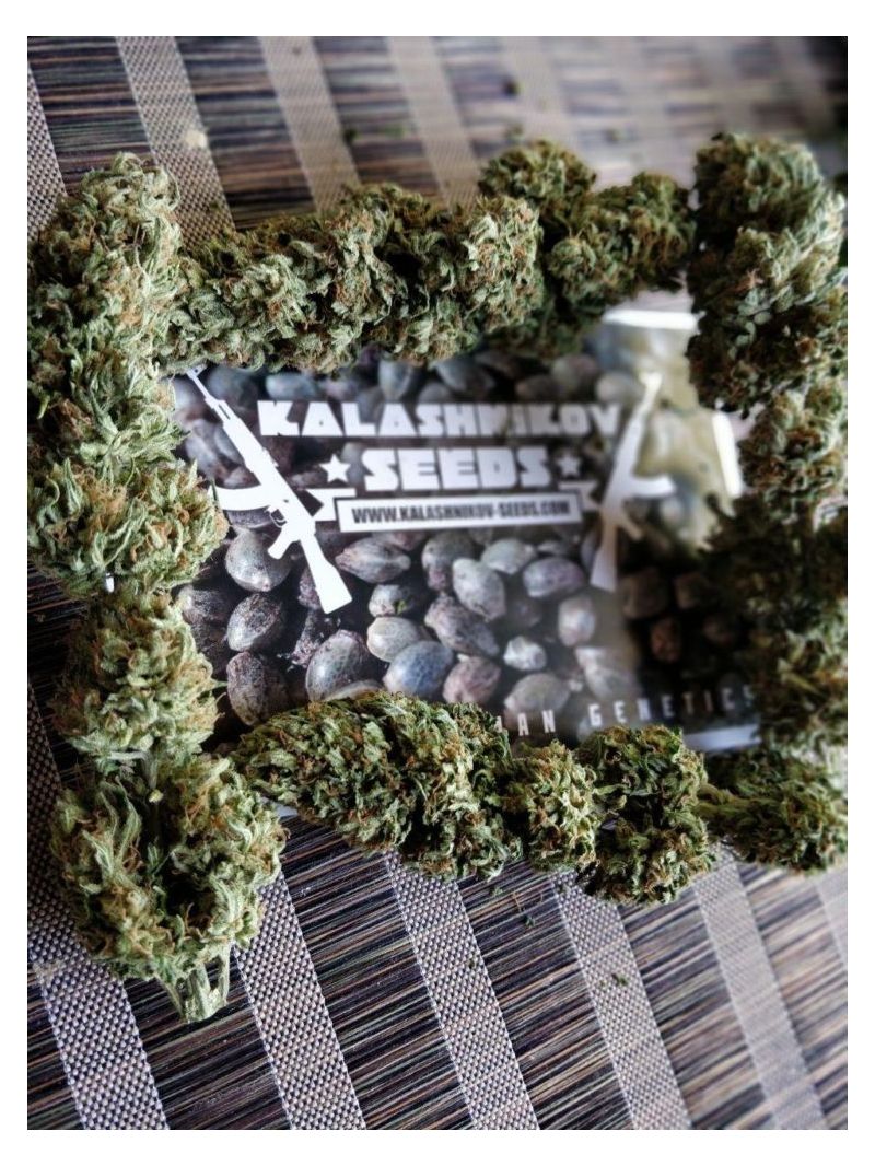 Siberian Haze, Фасовка: 5, изображение 2