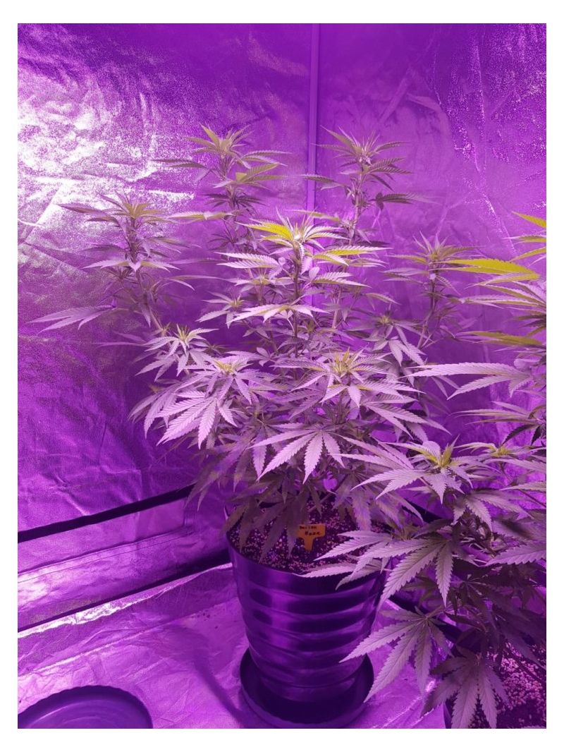 Siberian Haze, Фасовка: 5, изображение 3