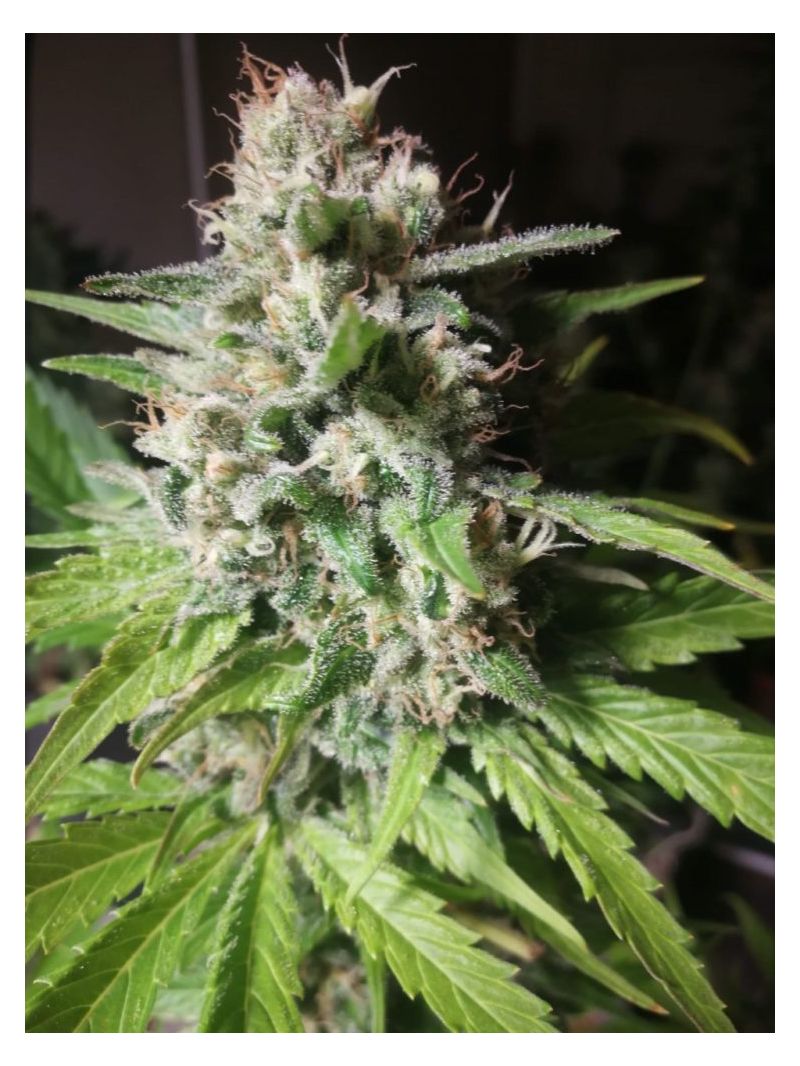 Lavanda Cream, Фасовка: 5, изображение 3