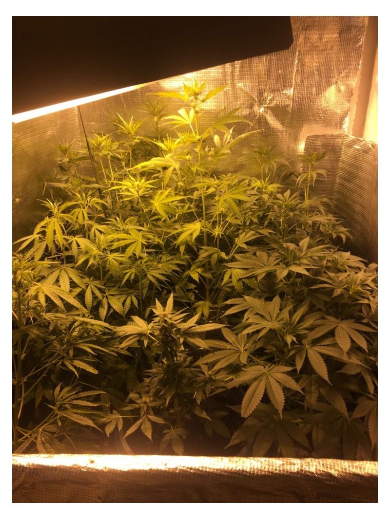 White Critical Express, Фасовка: 3, изображение 3