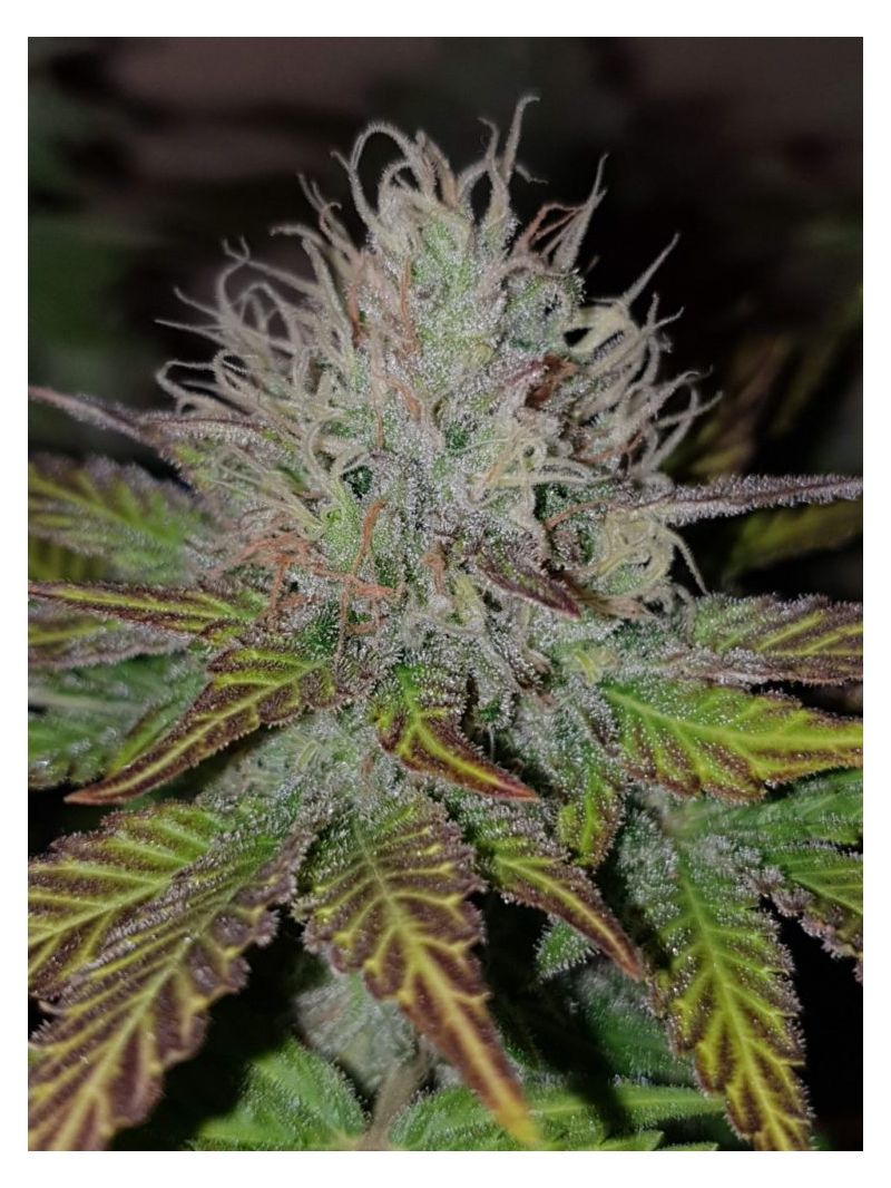 Boy Scout Cookies, Фасовка: 3, изображение 8