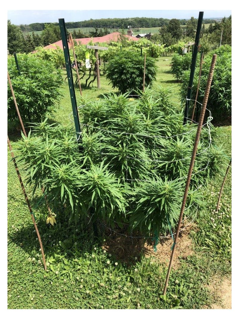 White Critical Express, Фасовка: 3, изображение 5