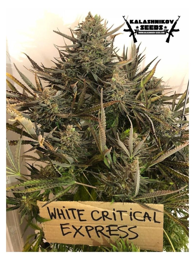 White Critical Express, Фасовка: 3, изображение 6