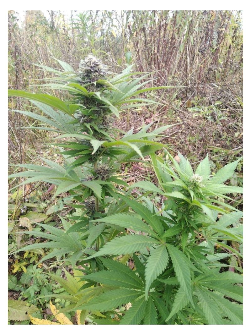 Purple Russian Express, Фасовка: 5, изображение 4