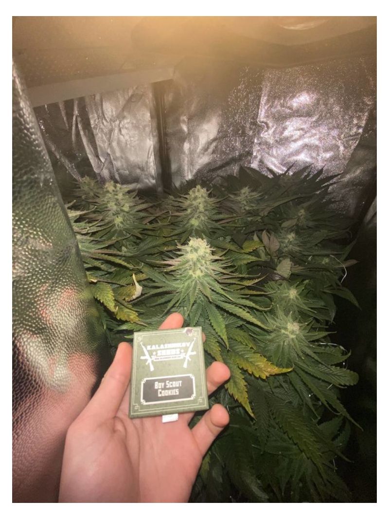 Boy Scout Cookies, Фасовка: 3, изображение 6