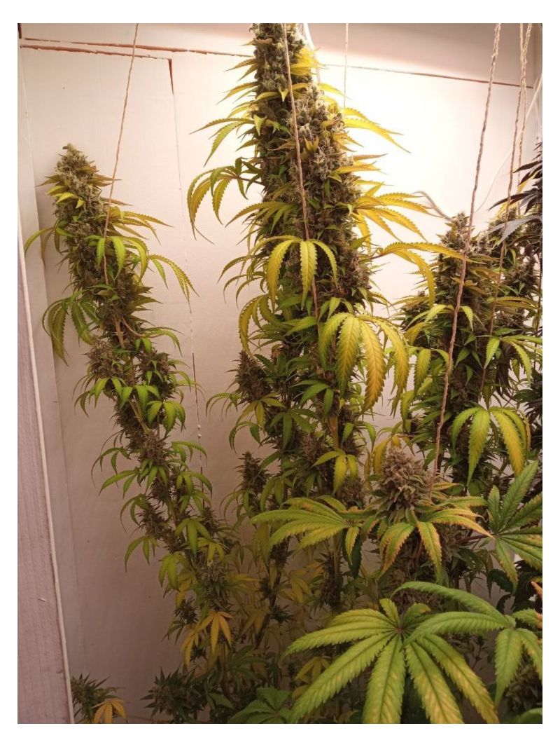 Катюша, Фасовка: 3, изображение 2