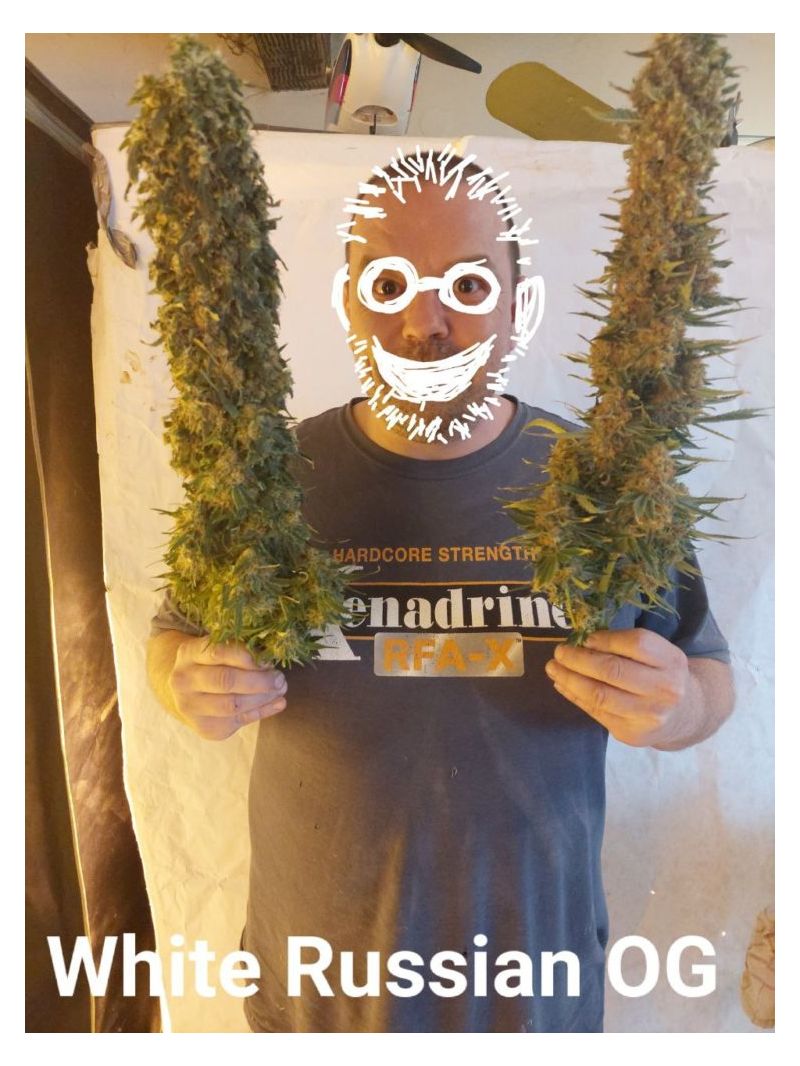 White Russian OG, Фасовка: 5, изображение 6