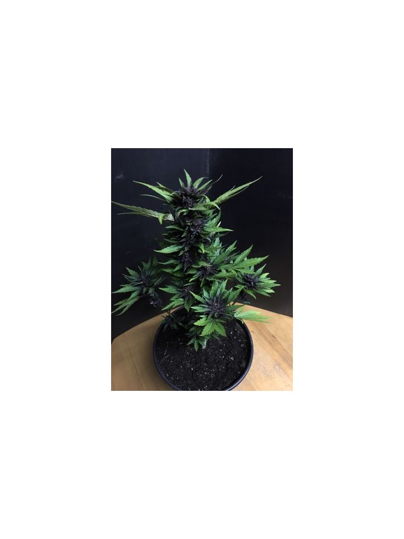 Purple Mazar Auto, Фасовка: 5, изображение 3
