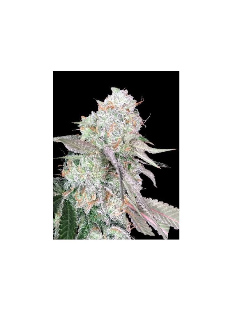 Auto Color Punch genetics, Фасовка: 3+1