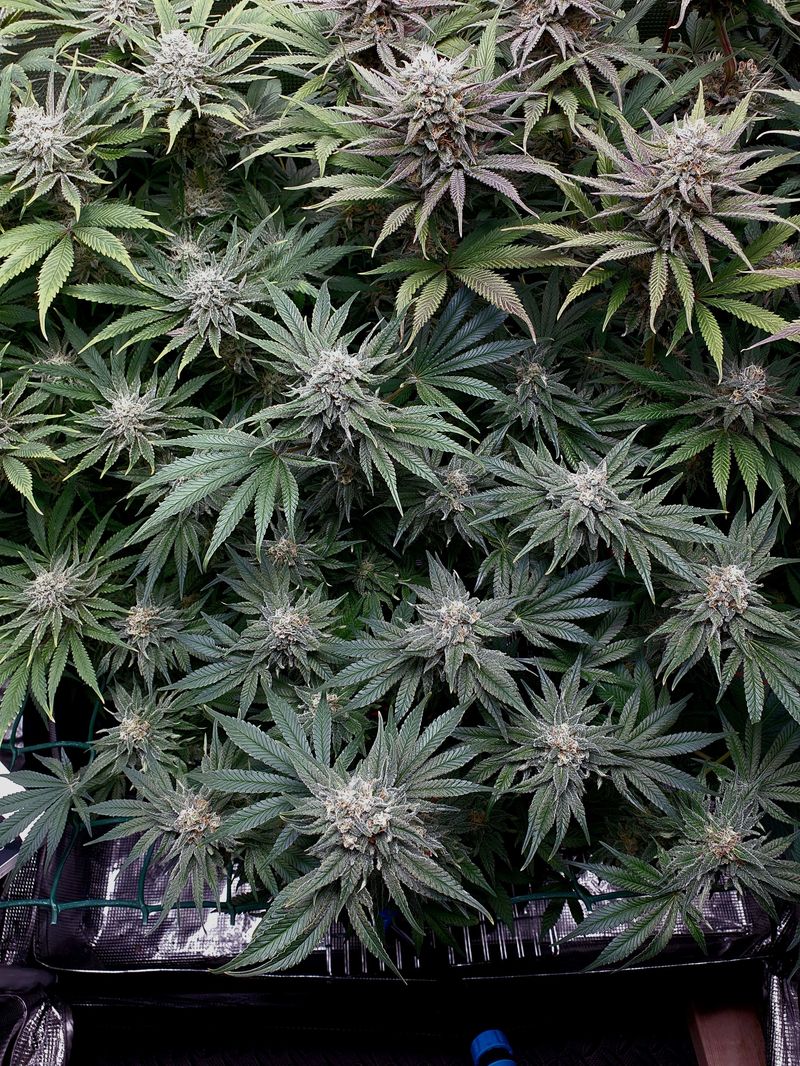 Wedding Cheesecake FF, Фасовка: 3, изображение 2