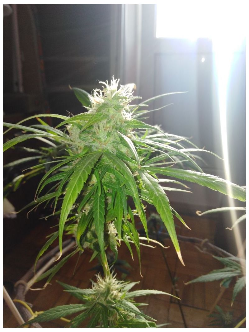 Амурский Гигант Auto, Фасовка: 10, изображение 2