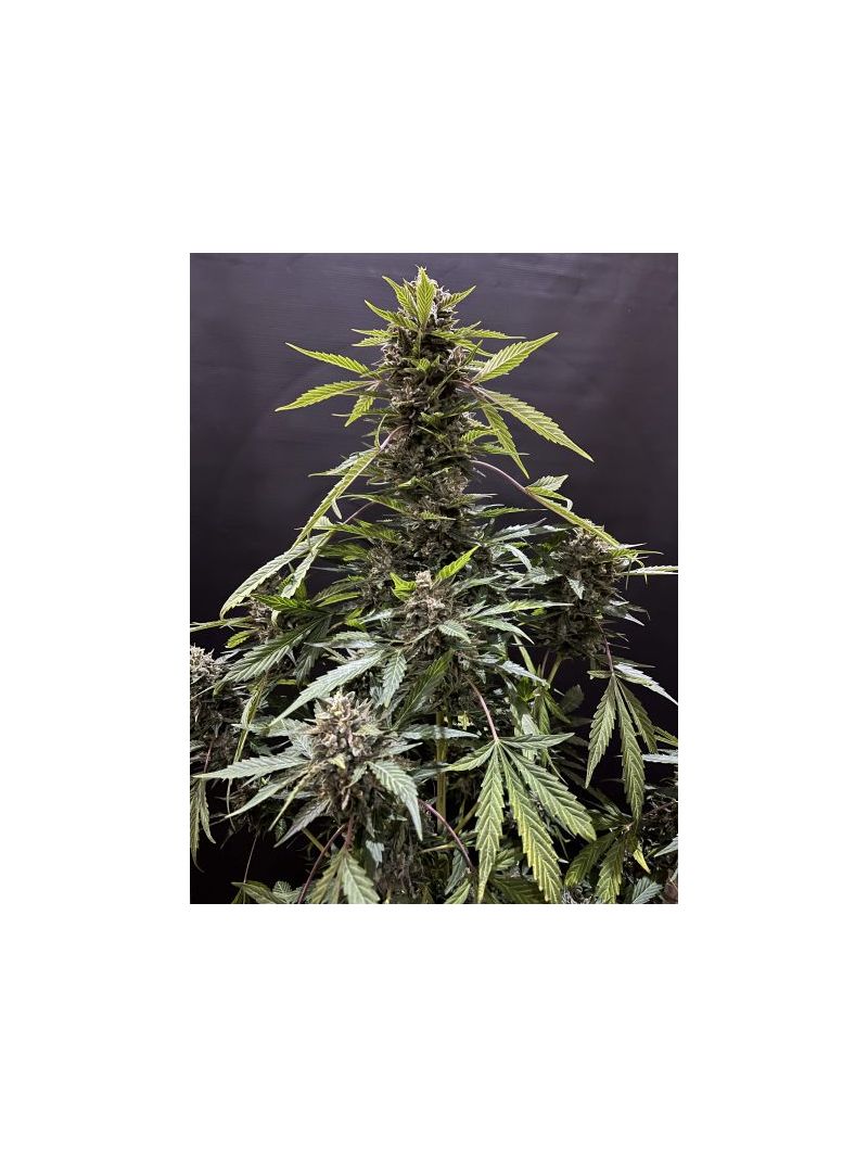 Magnum Auto, Фасовка: 5, изображение 4