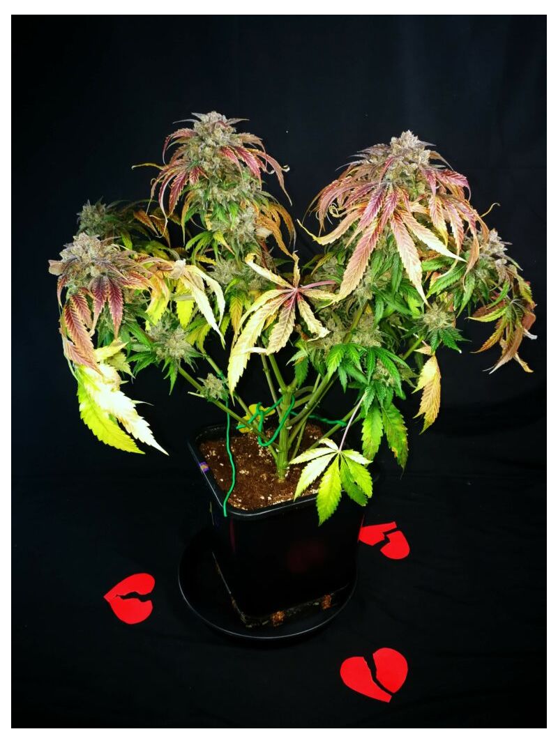 Brake-up Cake, Фасовка: 3, изображение 10