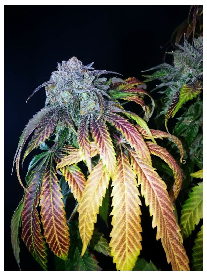 Brake-up Cake, Фасовка: 3, изображение 9