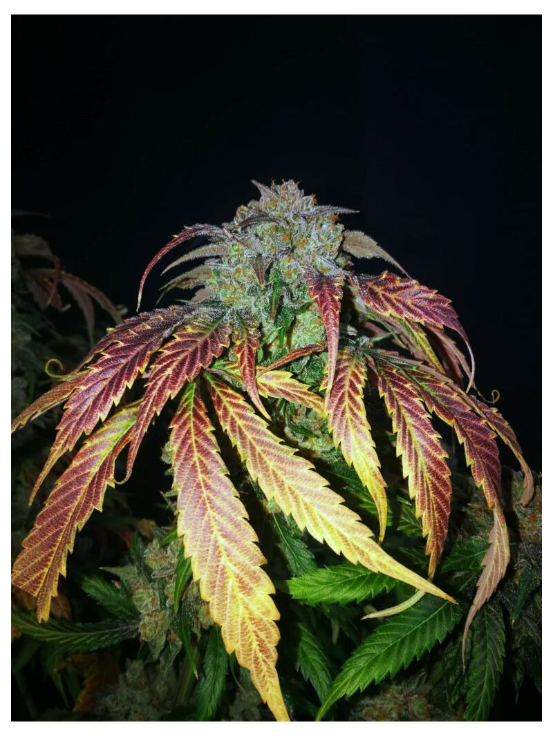 Brake-up Cake, Фасовка: 3, изображение 8