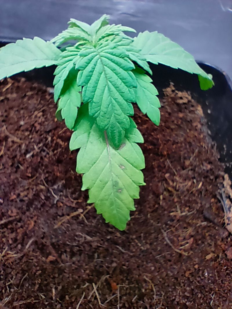 Brake-up Cake, Фасовка: 3, изображение 6