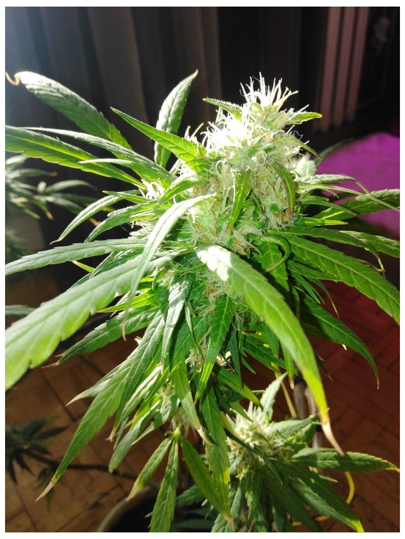 Амурский Гигант Auto, Фасовка: 10, изображение 3