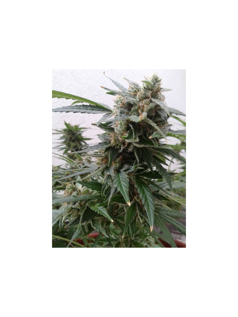 Magnum Auto, Фасовка: 5, изображение 3