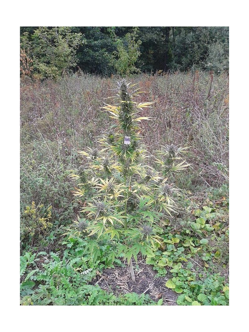 Valkyrie Reg, Фасовка: 12, изображение 3