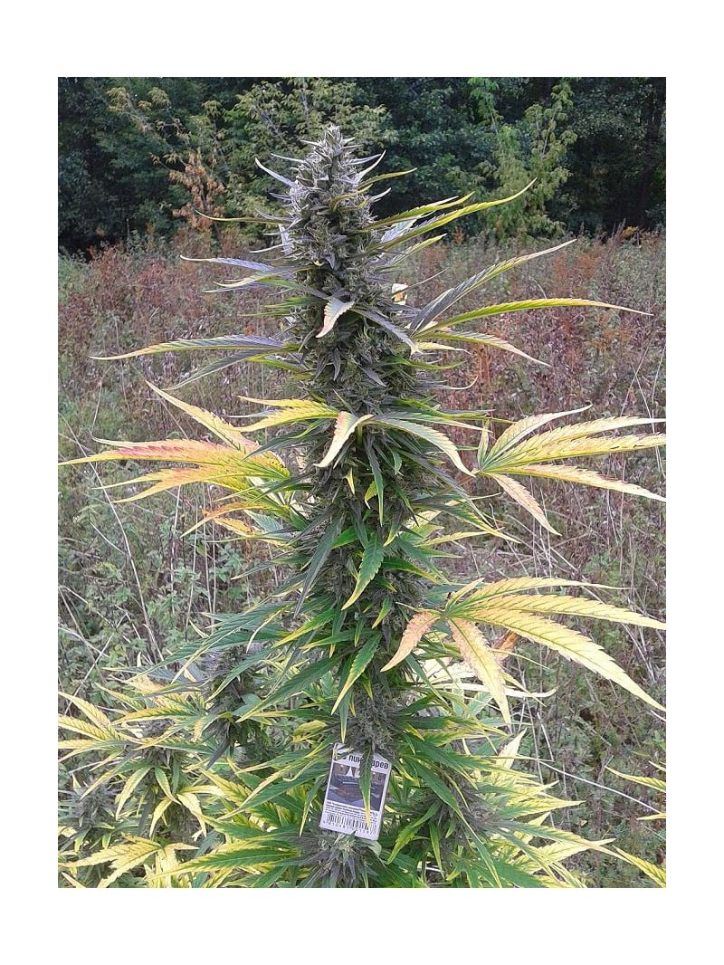 Valkyrie Reg, Фасовка: 12, изображение 4