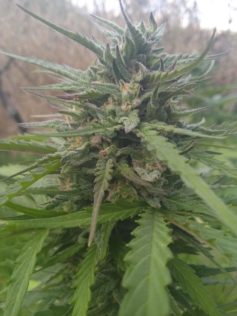 Cookies Kush Auto, Фасовка: 10