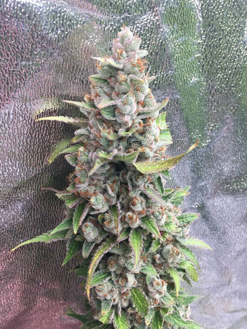 Cookies Kush Auto, Фасовка: 10, изображение 3