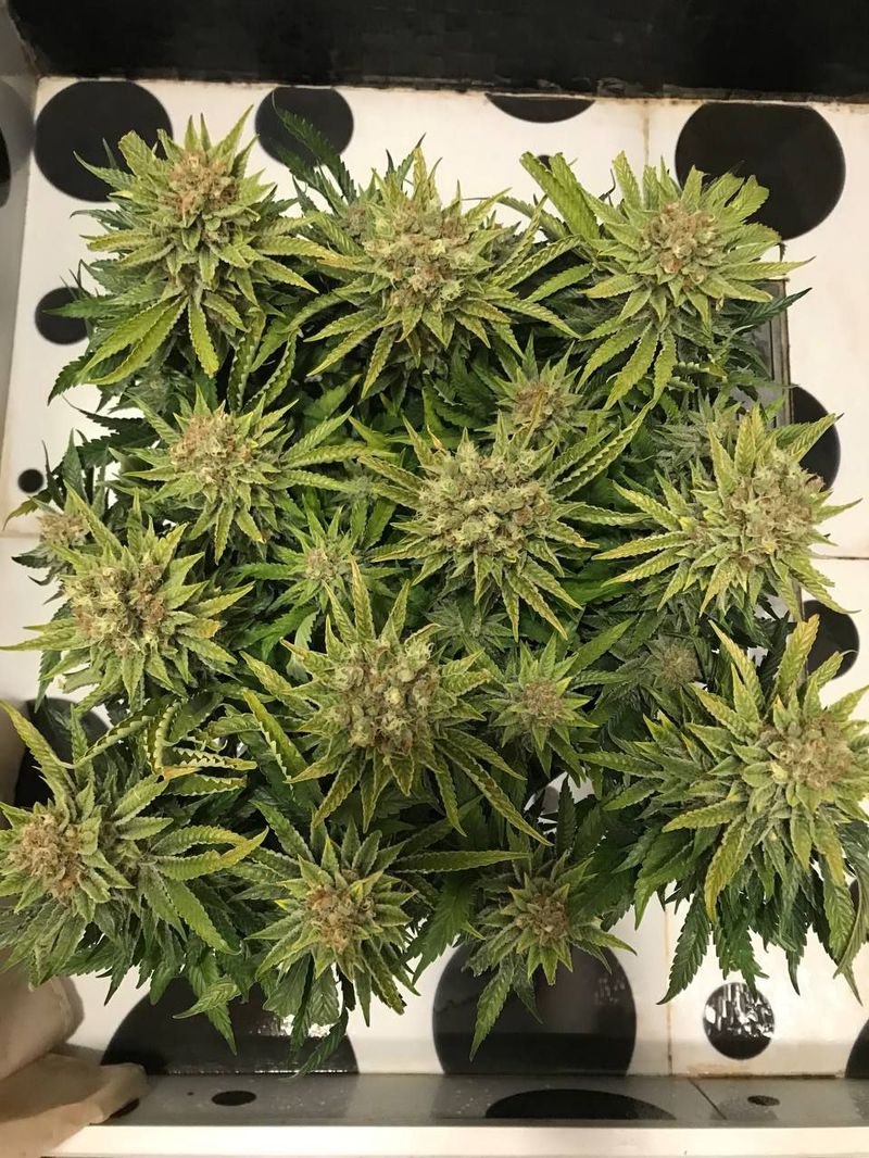 Neville's Haze x Malawi x Trainwreck (N.M.T.), Фасовка: 10, изображение 2