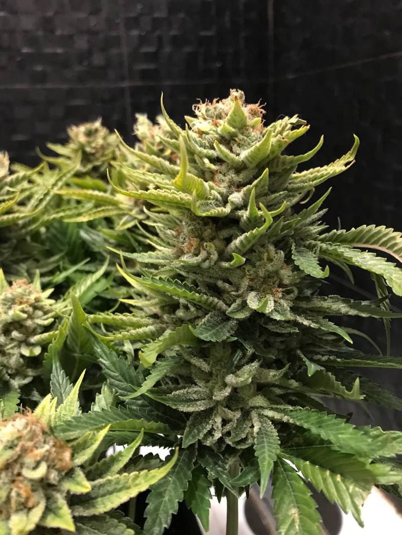 Neville's Haze x Malawi x Trainwreck (N.M.T.), Фасовка: 10, изображение 3