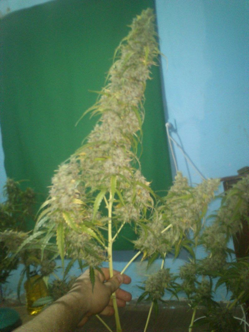 Grapefruit Jack Auto, Фасовка: 3, изображение 2