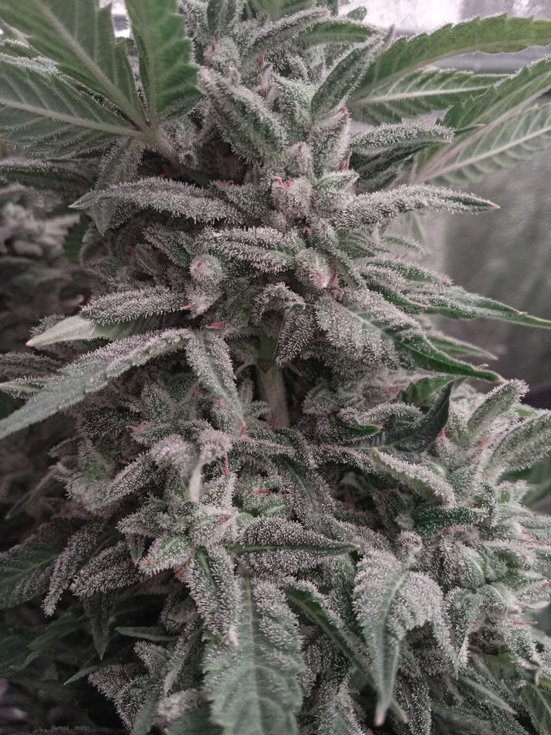 White Jack Auto, Фасовка: 10