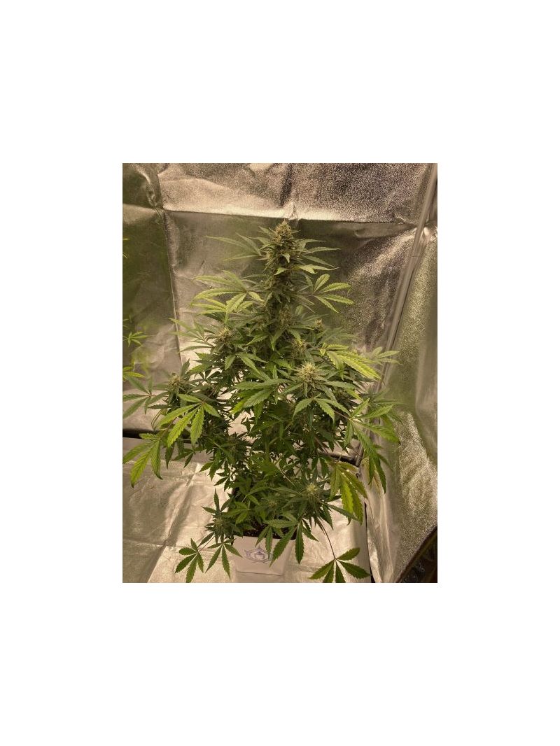 Magnum Auto, Фасовка: 5, изображение 2