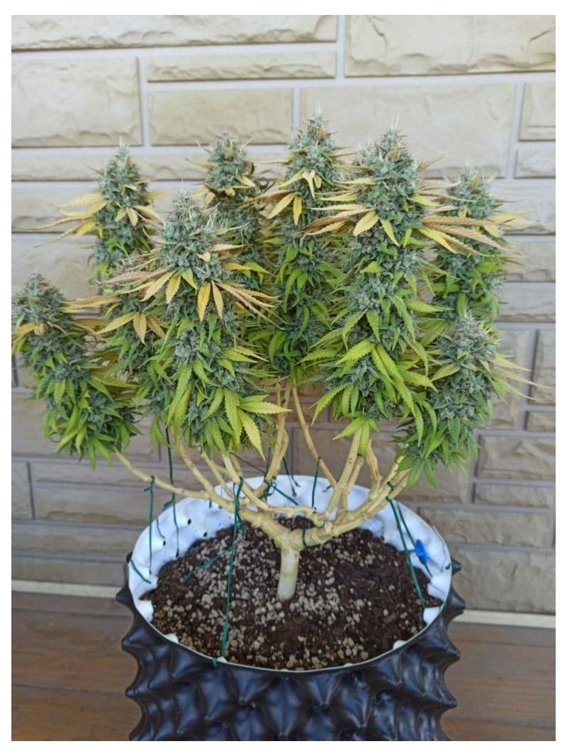 Gorilla Zkittlez, Фасовка: 10