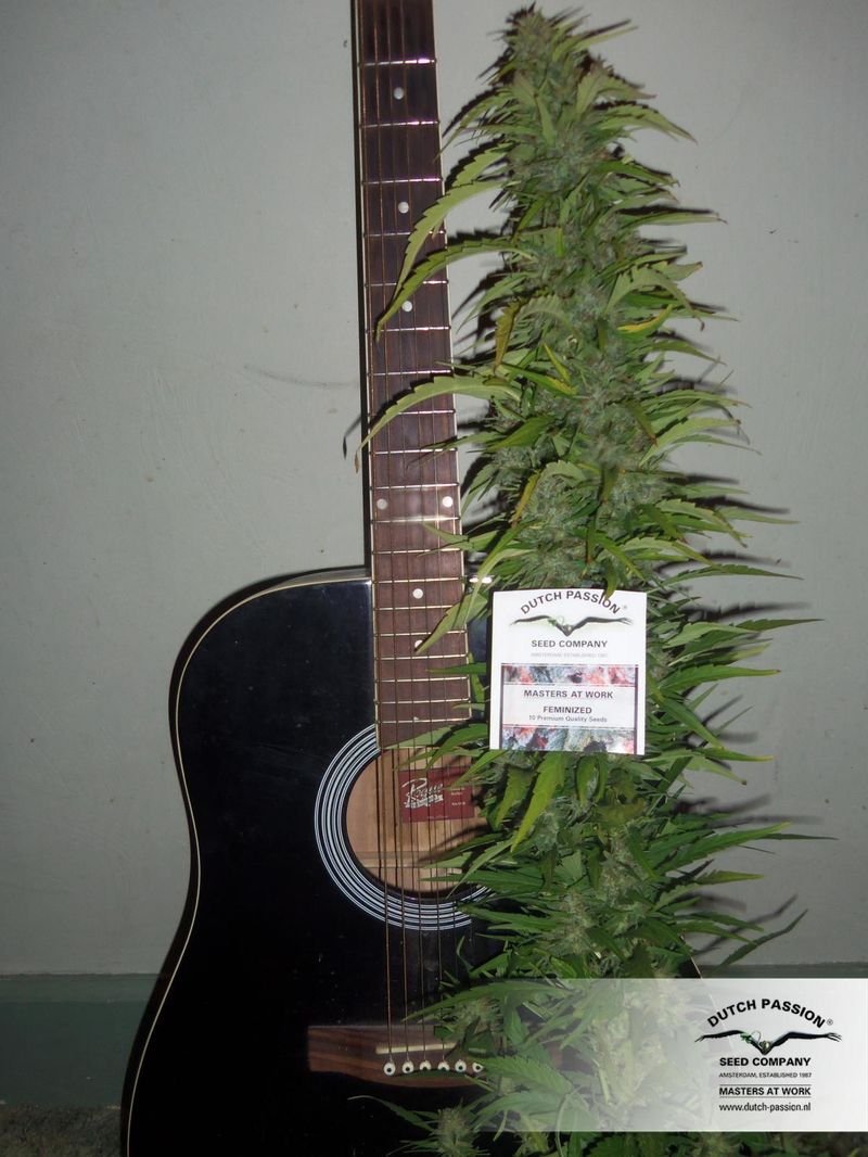 Durban Poison, Фасовка: 3, изображение 4