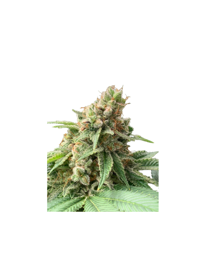 Fast Diesel genetics Fem, Фасовка: 3+1