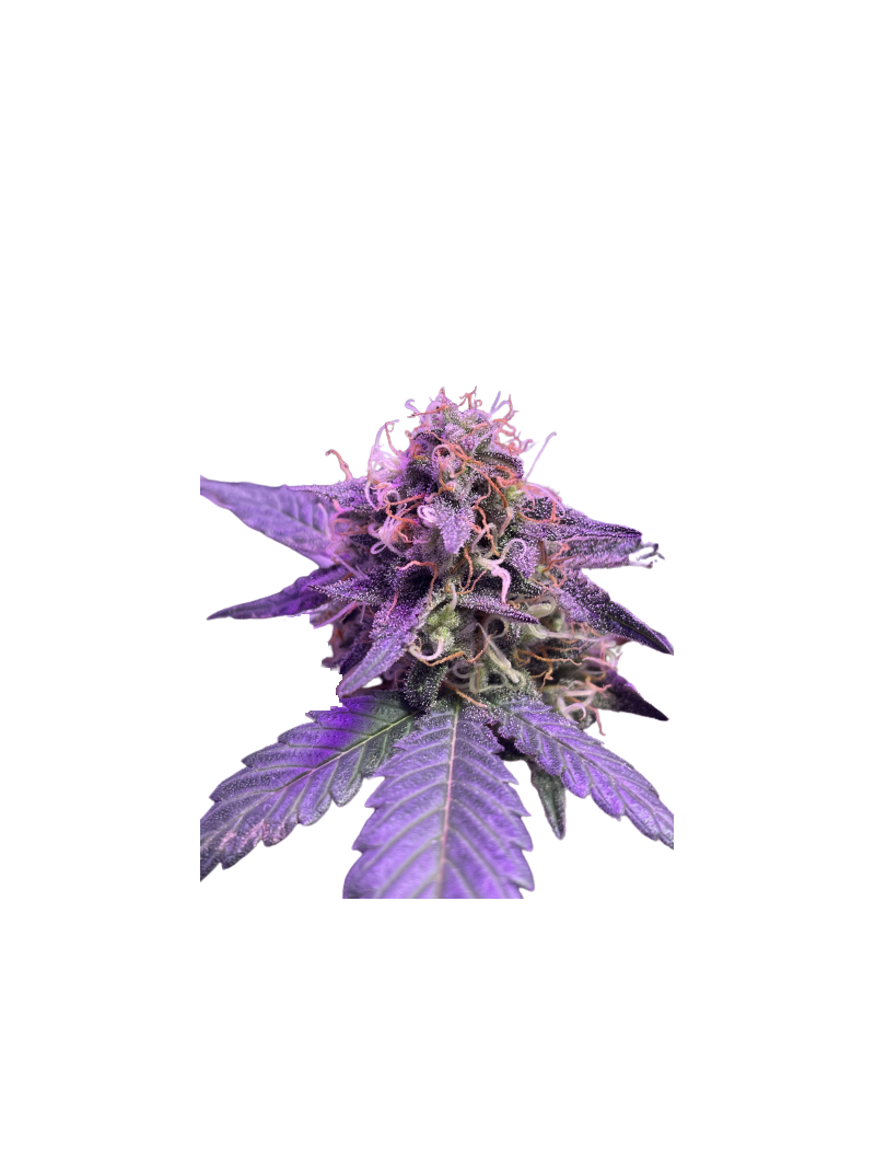 Auto Caramel Cream genetics, Фасовка: 3+1