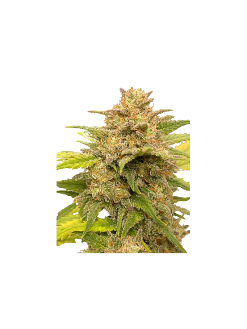 Auto Glue XXL genetics, Фасовка: 3+1