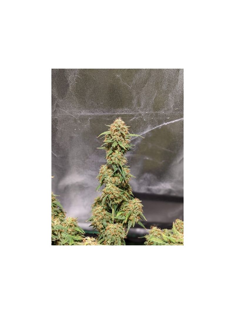 Auto Crystal Candy XL, Фасовка: 5, изображение 2